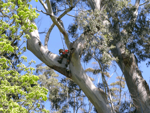 A tree felling