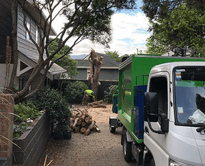 A tree felling