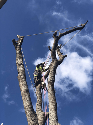 A tree felling