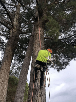 A tree felling