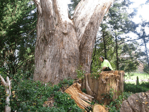 A tree felling