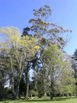 A tree felling