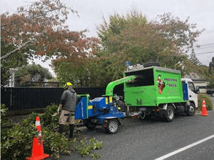 A tree felling